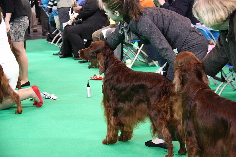 Crufts2011 572.jpg